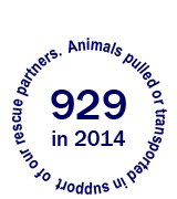 929 animals pulled or transported in support of our rescue partners in 2014