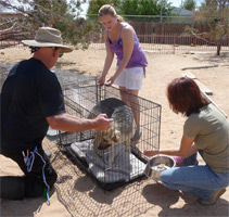 Animal Resources at Mojave Desert rescue