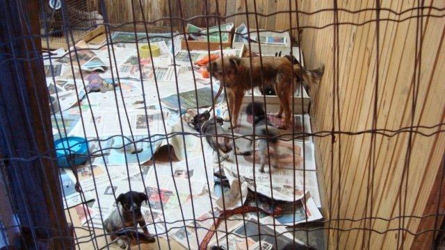 animals in a shelter in Teresopolis, Brazil