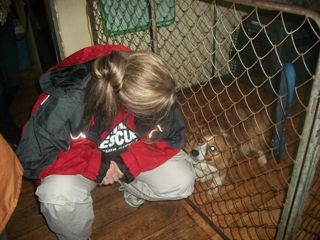 this is the dog found on the floating house 40 miles out to sea.