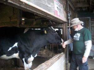 starving cows left at a dairy farm