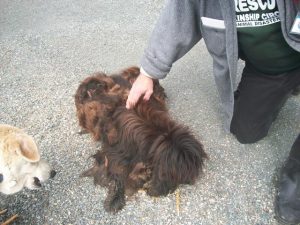 extremely matted dog with his greedy partner