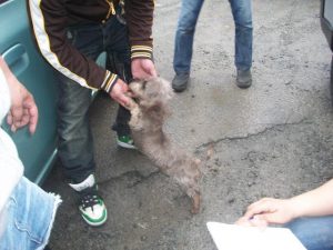 another badly matted rescue dog