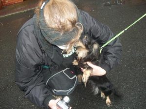 owner surrendering their dog to us to take to the shelter