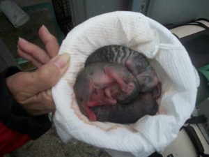 a litter of dead kittens found at the shelter